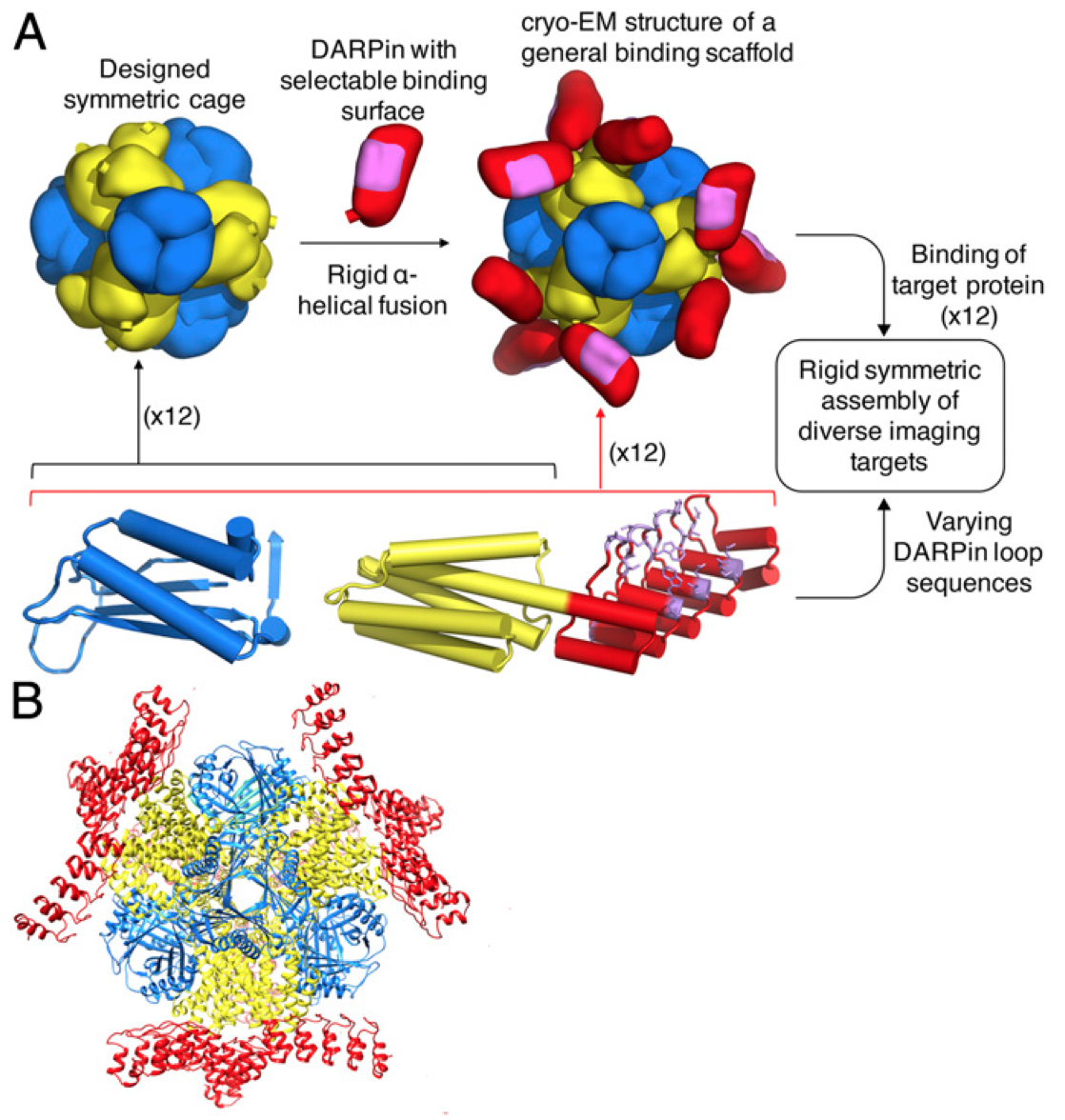 phd in protein engineering